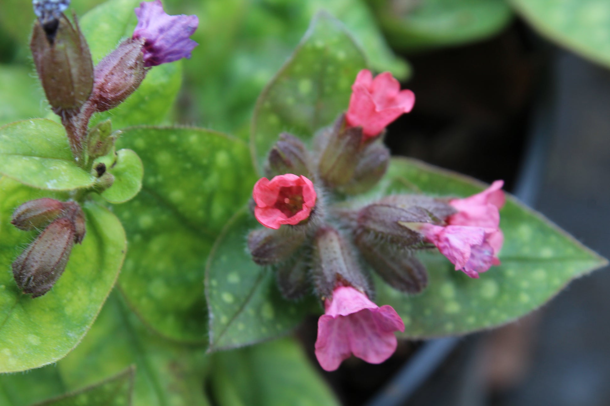 Pulmonaria Dora Bielefeld - Champion Plants