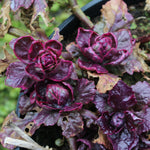 Ajuga Sugar Plum - Champion Plants
