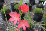 Hesperantha coccinea 'Professor Barnard' - Champion Plants