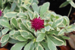Knautia macedonica 'Thunder & Lightning' - Champion Plants