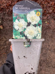 Scabiosa caucasica Alba - Champion Plants