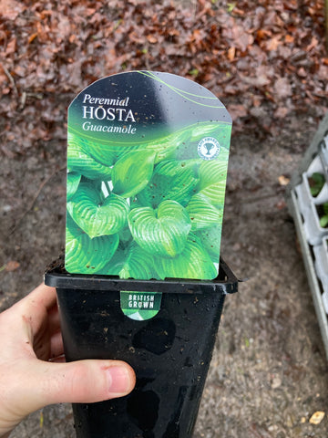 Hosta Guacamole - Champion Plants
