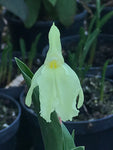 Roscoea 'Kew Beauty' - AGM - Champion Plants