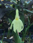 Roscoea 'Kew Beauty' - AGM - Champion Plants