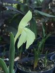 Roscoea 'Kew Beauty' - AGM - Champion Plants