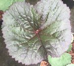 Ligularia Dark Beauty - Champion Plants