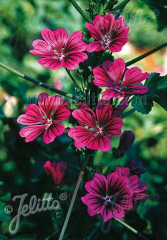 Malva sylvestris ssp. mauritiana Bibor Fehlo - Champion Plants