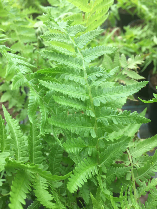 Matteuccia struthiopteris - Champion Plants