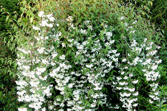 Philadelphus Dainty Lady - Champion Plants