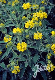 Phlomis fruticosa - Champion Plants