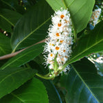 Prunus laurocerasus (Laurel) - Champion Plants