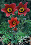 Pulsatilla 'Red Bells' - Champion Plants