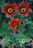 Pulsatilla 'Red Bells' - Champion Plants