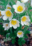 Pulsatilla 'White Bells' - Champion Plants