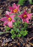 Pulsatilla 'Rose Bells' - Champion Plants