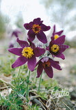 Pulsatilla 'Violet Bells' - Champion Plants