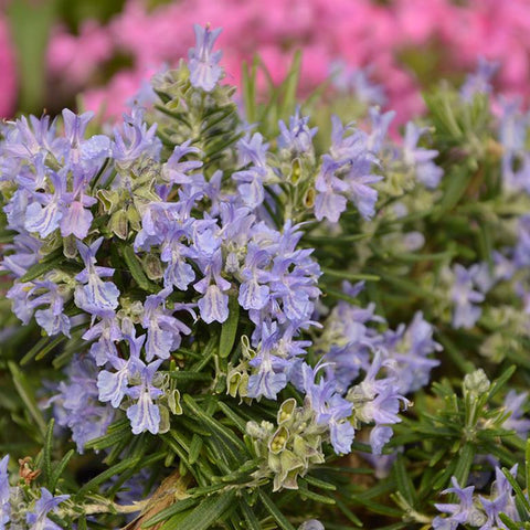 Rosmarinus officinalis 'Boule' - Champion Plants