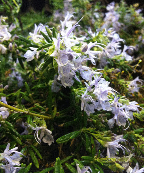 Rosmarinus officinalis Severn Sea - AGM - Champion Plants