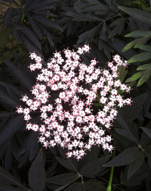 Sambucus Black Lace - Champion Plants