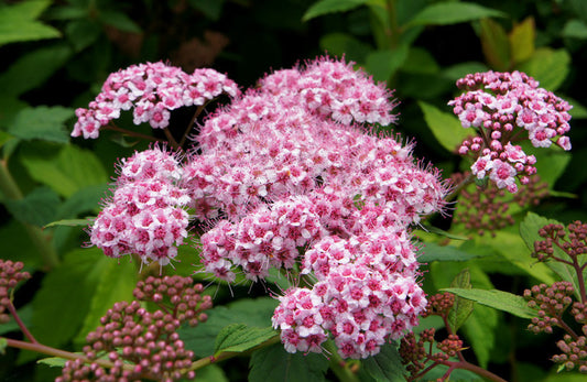 Spiraea Sparkling Champagne - Champion Plants