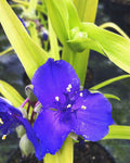 Tradescantia Blue & Gold - Champion Plants