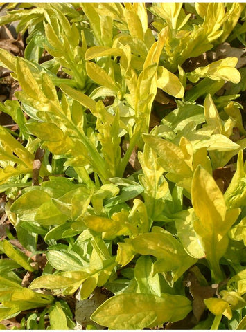 Valeriana phu 'Aurea' - Champion Plants