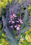 VERBENA officinalis var. grandiflora 'Bampton' - Champion Plants