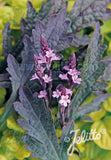 VERBENA officinalis var. grandiflora 'Bampton' - Champion Plants