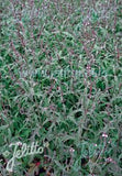 VERBENA officinalis var. grandiflora 'Bampton' - Champion Plants
