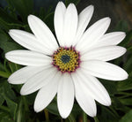 Osteospermum Weetwood - Champion Plants