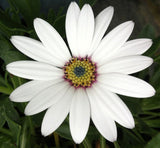 Osteospermum Weetwood - Champion Plants