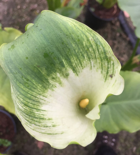 Zantedeschia aethiopica Green Goddess (Arum Lily Calla Lily) - Champion Plants