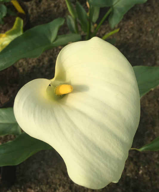 Zantedeschia aethiopica (Arum Lily Calla Lily) - Champion Plants