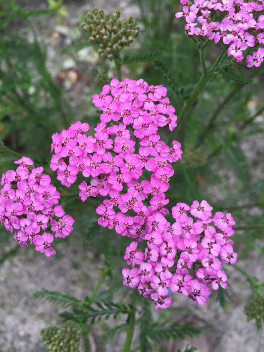 Achillea Cerise Queen - Champion Plants