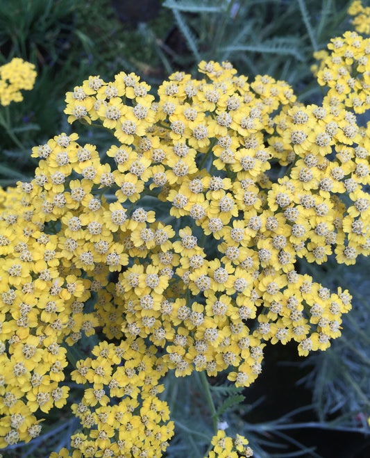 Achillea Moonshine - Champion Plants