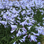 Agapanthus Streamline - Champion Plants