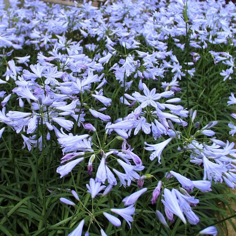Agapanthus Streamline - Champion Plants