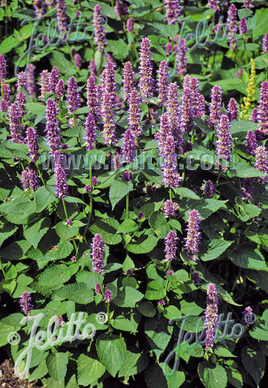 Agastache rugosa Liquorice Blue - Champion Plants