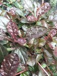 Ajuga Braunherz - Champion Plants