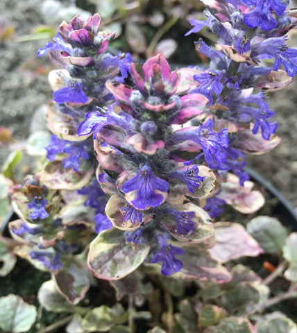 Ajuga Burgundy Glow - Champion Plants
