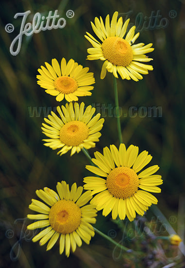 Anthemis tinctoria 'Kelwayi' - Champion Plants