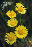 Anthemis tinctoria 'Kelwayi' - Champion Plants