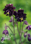 Aquilegia vulgaris var. stellata Black Barlow - Champion Plants