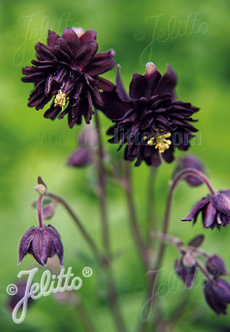 Aquilegia vulgaris var. stellata Black Barlow - Champion Plants