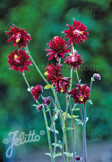 Aquilegia vulgaris var. stellata 'Ruby Port' - Champion Plants