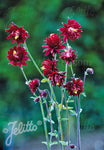 Aquilegia vulgaris var. stellata 'Ruby Port' - Champion Plants