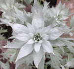 Artemisia Valerie Finnis - Champion Plants