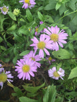 Aster x frikartii Flora's Delight - Champion Plants