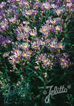 Aster amellus Rudolph Goethe - Champion Plants