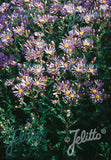 Aster amellus Rudolph Goethe - Champion Plants